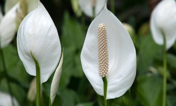 SPATHIPHYLLUM-PLANT - Image 2