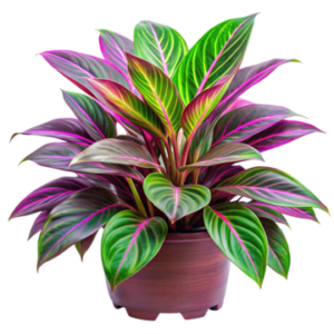RUHIYA-PLANT