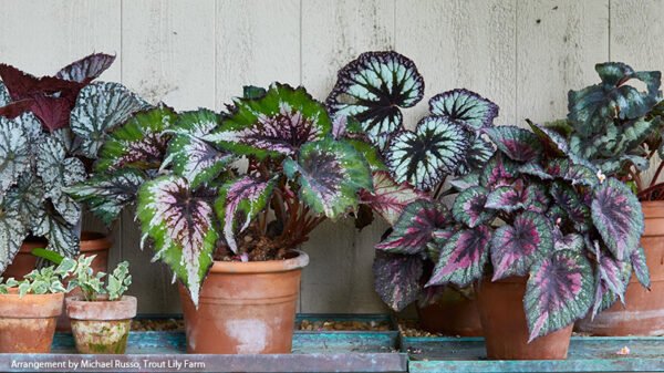 REX BEGONIA-PLANT - Image 2