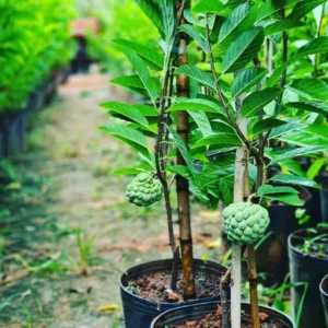 SITAFAL-PLANT