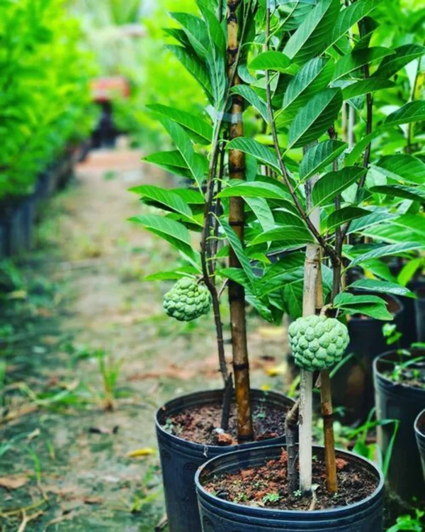 SITAFAL-PLANT